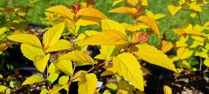 Products: Spiraea ‘Gold Flame’