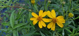 Tagetes lemmonii