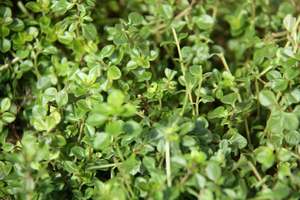 Products: Thymus Pizza