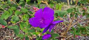 Products: Tibouchina ‘Carol Lynn’