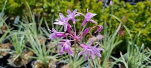 Products: Tulbaghia Tricolour