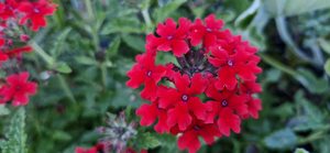 Products: Verbena ‘Red Hot’