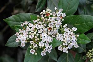 Products: Viburnum tinus ‘Eve Price’