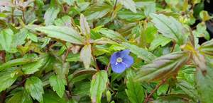 Products: Veronica ‘Oxford Blue’