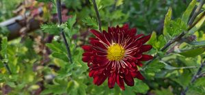 Products: Chrysanthemum ‘Red Flare’
