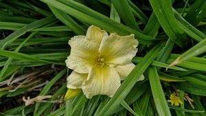 Hemerocallis ‘Stella Bella’