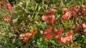 Products: Pelargonium stellar ‘Apricot’