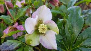 Products: Helleborus English Thoroughbred series