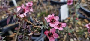 Products: Leptospermum ‘Wiri Shelley’