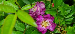 Climbers: Rosa ‘Veilchenblau’
