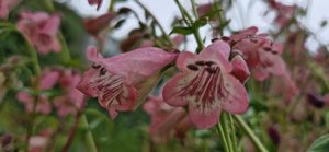 Products: Penstemon ‘Hidcote Pink’