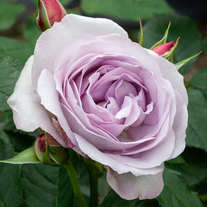 Products: Frosty moon