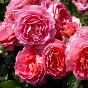 Products: MY DAUGHTER - My Rose Collection