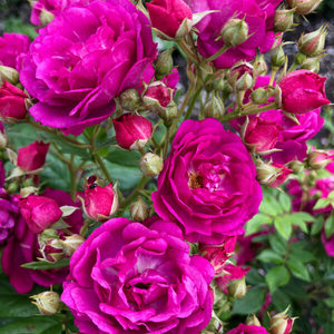 Products: PURPLE SILUETTA - Kordes Rose Selection