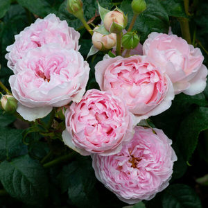 Products: The Sarjeant Rose