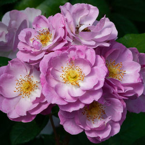 Products: Lilac bouquet
