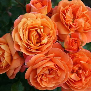 PHOENIX - Kordes Rose Selection
