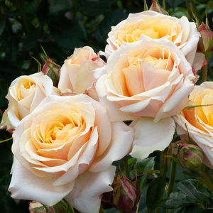 Products: Better times