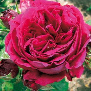 Products: Simply stunning