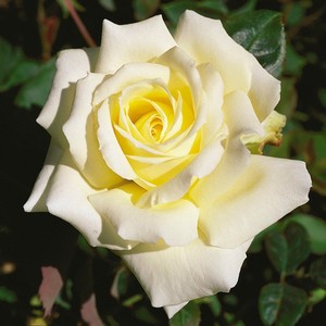 Products: St Paul's Cathedral