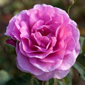 Products: WAIMARIE - Standard 800mm