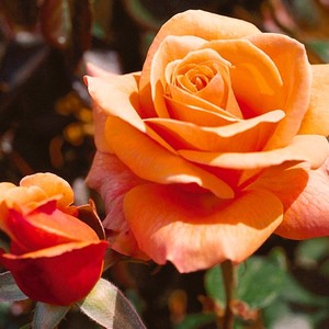 Products: Faithful friend