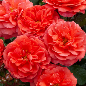 MY GRANDAD - Standard 800mm