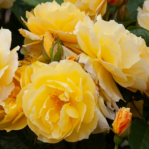 Products: Valerie webster