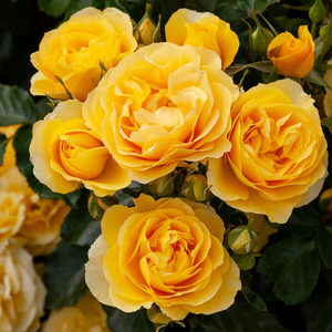 Products: FORDELL - My Rose Collection
