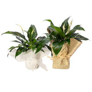 Plants: Peace Lily