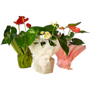 Plants: Anthurium Plant