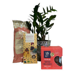 80 To 100: ZZ Plant Bundles