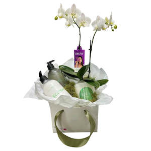 ECOYA & Mini Orchid Bundle