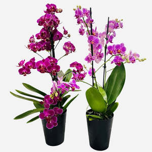 Midi Phalaenopsis Orchid