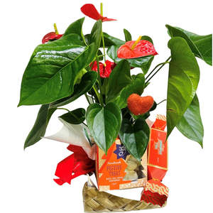 Anthurium with ECOYA & Gingerbread