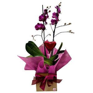 Valentine's Orchid & Chocolate