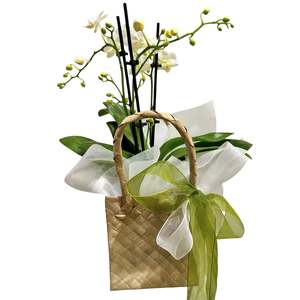 Mini Orchid in Kete