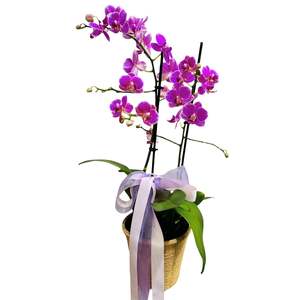 Plants: Midi Orchid