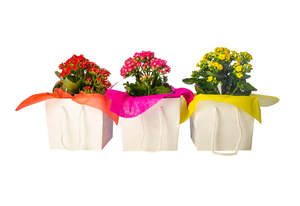 Plants: Kalanchoe Plant