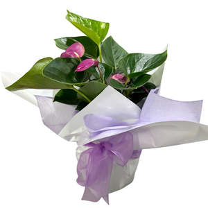 Baby Purple Anthurium Plant
