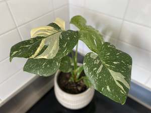 Birthday: Monstera Thai Constellation