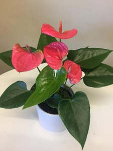 Anthurium plant