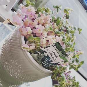 Plants: Sweet bubbles