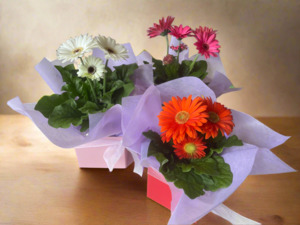 Gerbera Plant