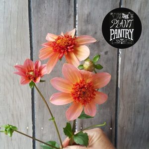 Products: Dahlia ‘Totally Tangerine’