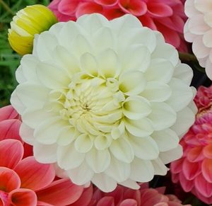 Dahlia ‘White Isla’