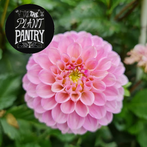 Products: Dahlia ‘Wizard of Oz’