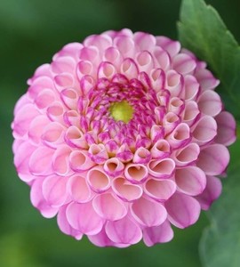 Dahlia ‘Zippity do da’