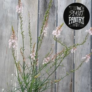 Products: Linaria purpurea ‘Canon Went’