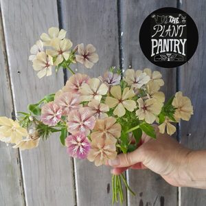 Products: Phlox ‘Creme Brulee’